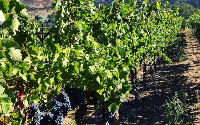 Close up of grape clusters on the vine