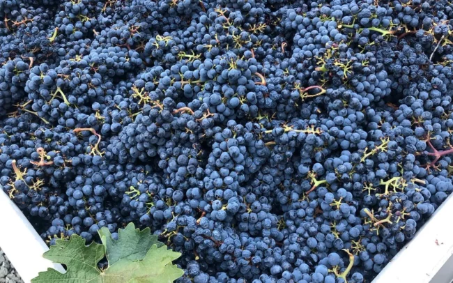 Freshly picked wine grapes from V12 Vineyards